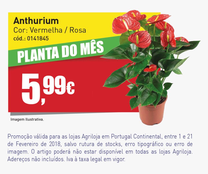 Banner Website Agril - Anthurium, HD Png Download