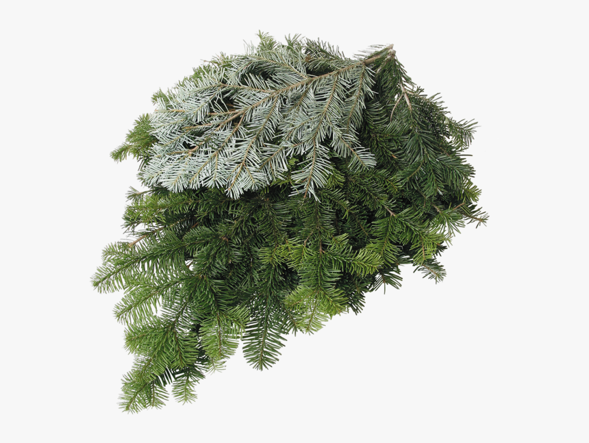 Silver Fir 
 Class - Silver Fir Vs Douglas Fir, HD Png Download