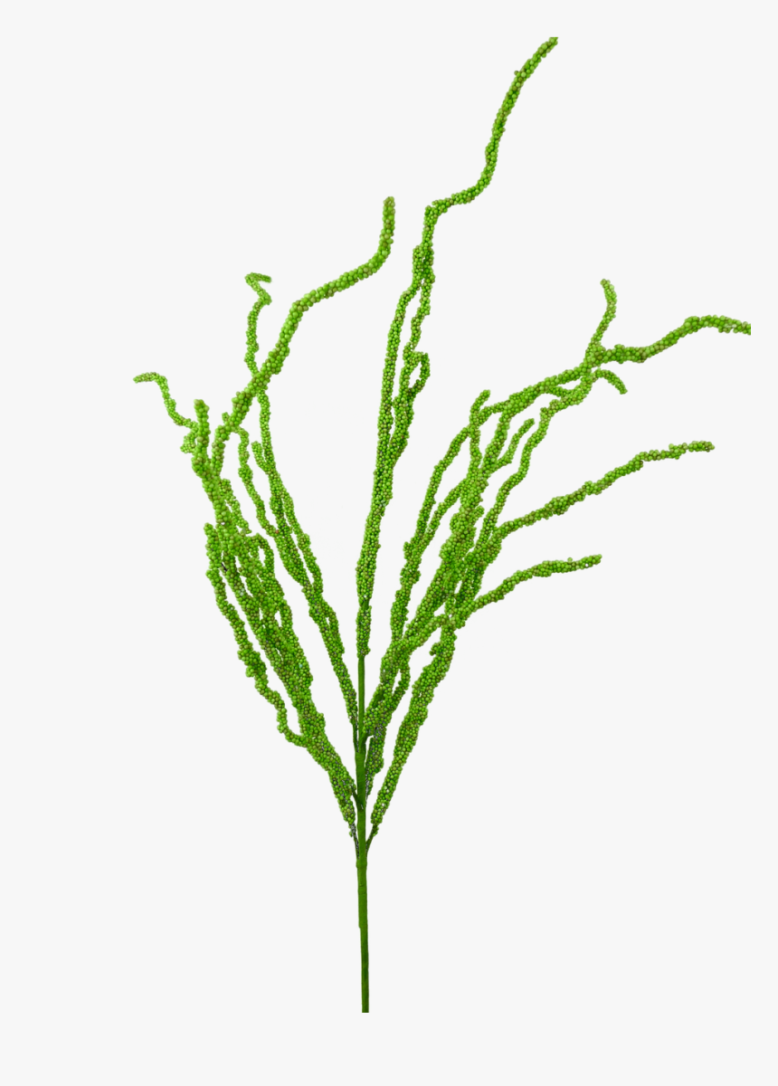 34 - Grass, HD Png Download