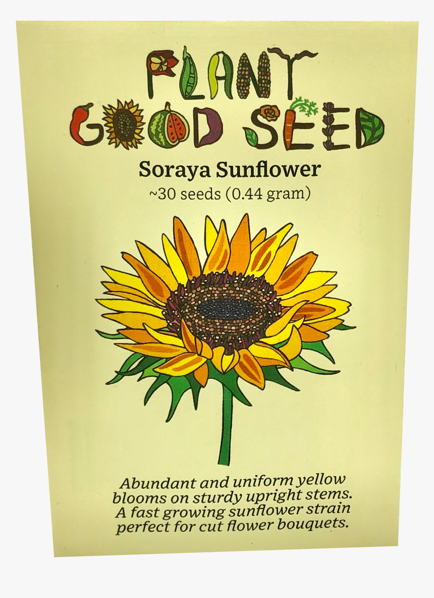 Soraya Sunflower - Black-eyed Susan, HD Png Download