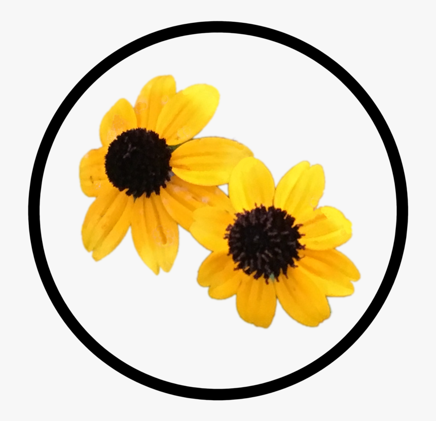 Yellow Flower Button - Black-eyed Susan, HD Png Download