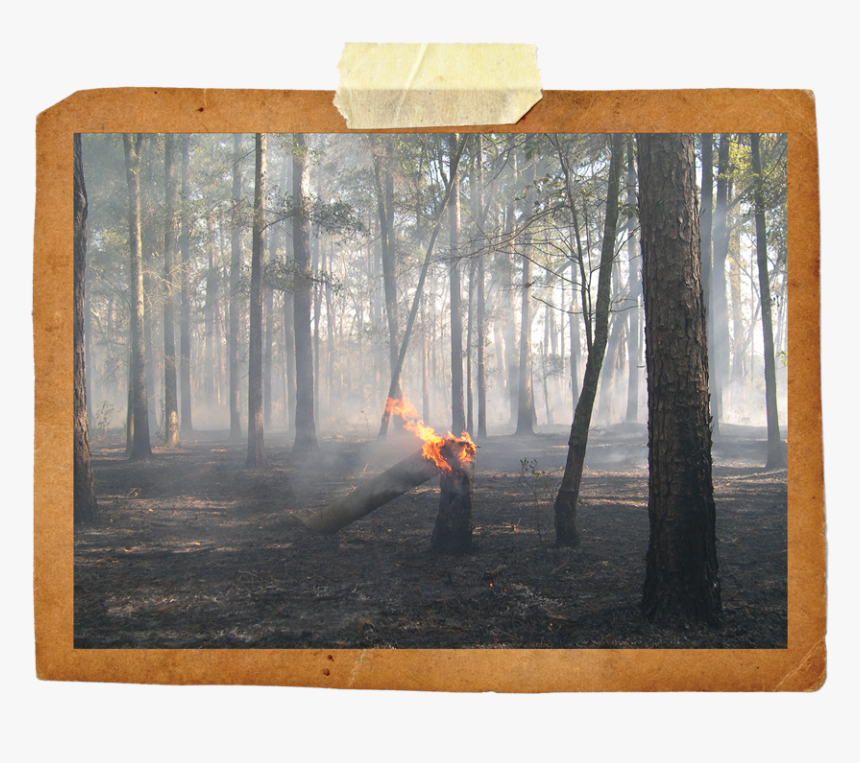 Picture Frame, HD Png Download