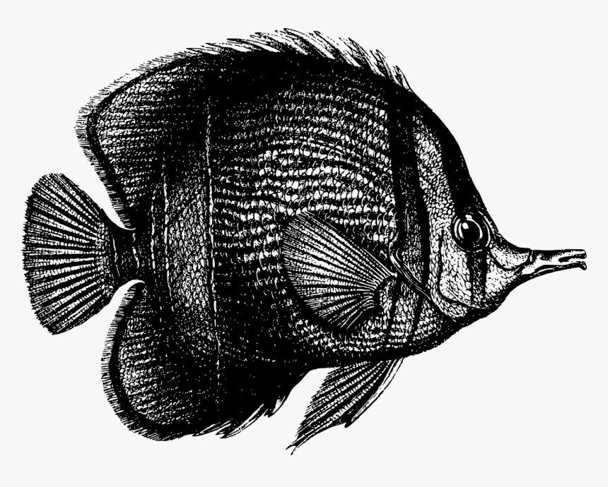 Fish And Coral Black And White, HD Png Download