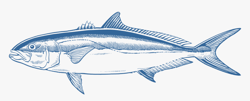 Marine Mammal, HD Png Download