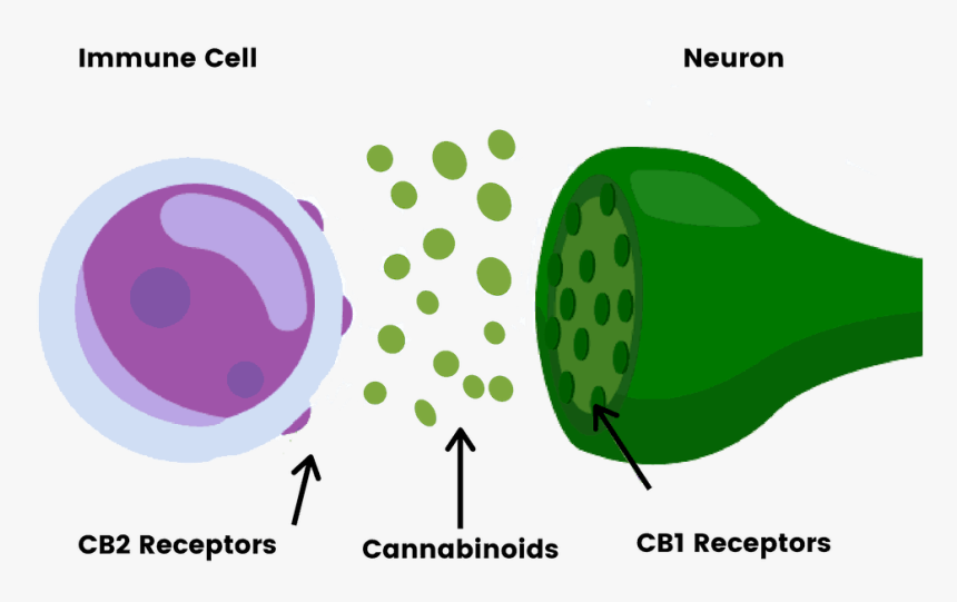 Endocannabinoid System, HD Png Download