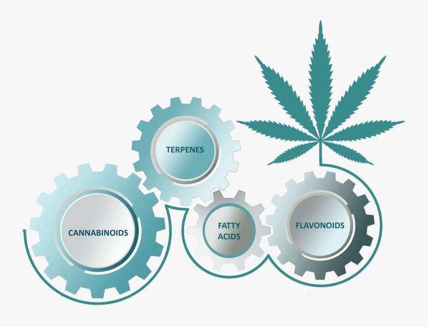 The Entourage Effect Is A Term That Explains How All - Marijuana Leaf, HD Png Download