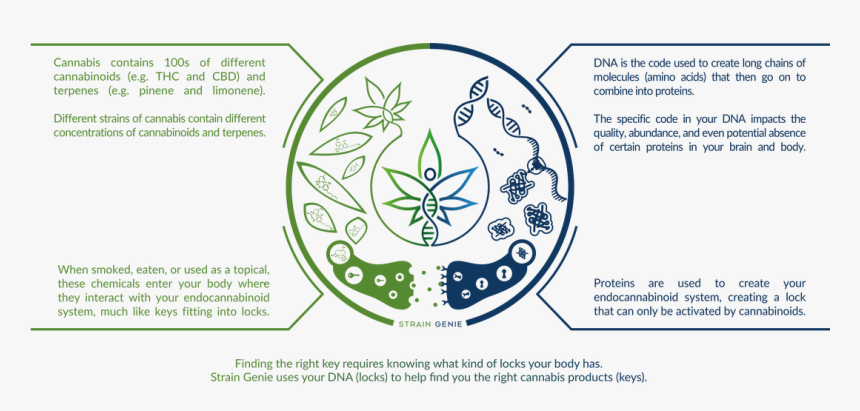 Cannabis Dna, HD Png Download