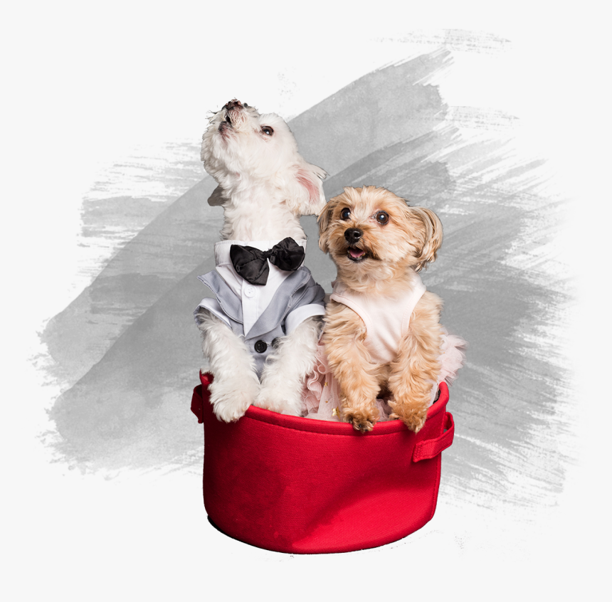 Pet, HD Png Download