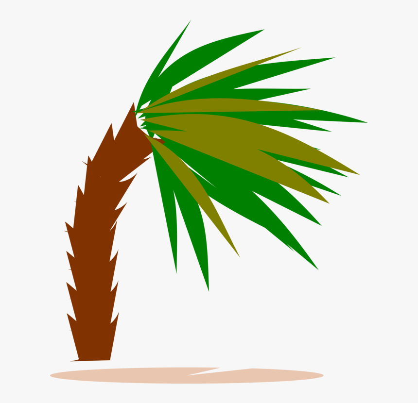 Plant,leaf,arecales - Palm Trees, HD Png Download