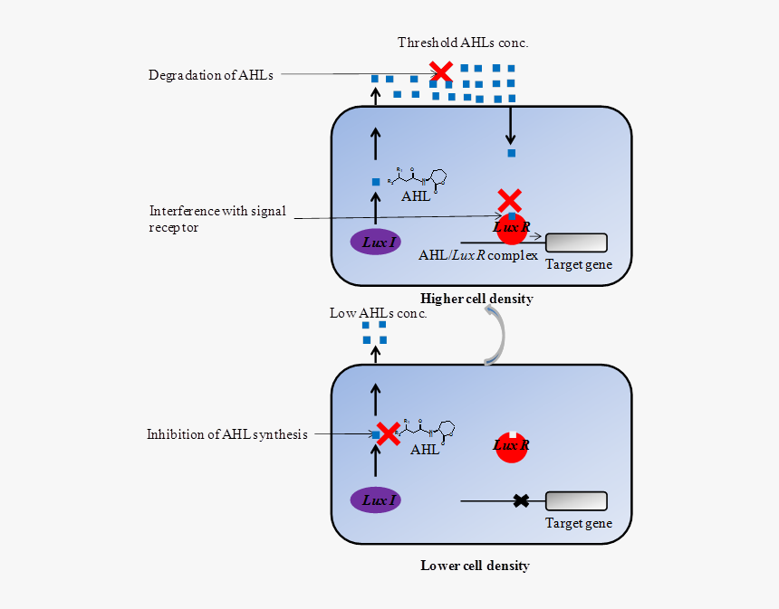 Int J Biol Sci Image - Inhibition Of Quorum Sensing, HD Png Download