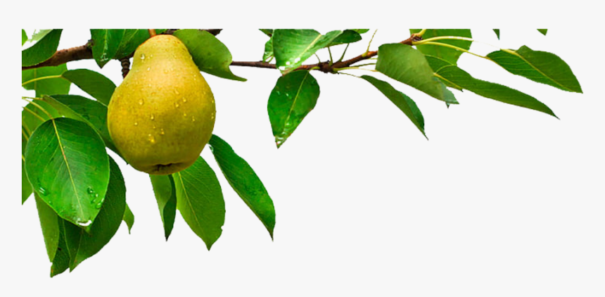 Arbol Frutal Png Vista, Transparent Png