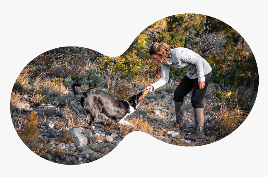 Australian Cattle Dog, HD Png Download