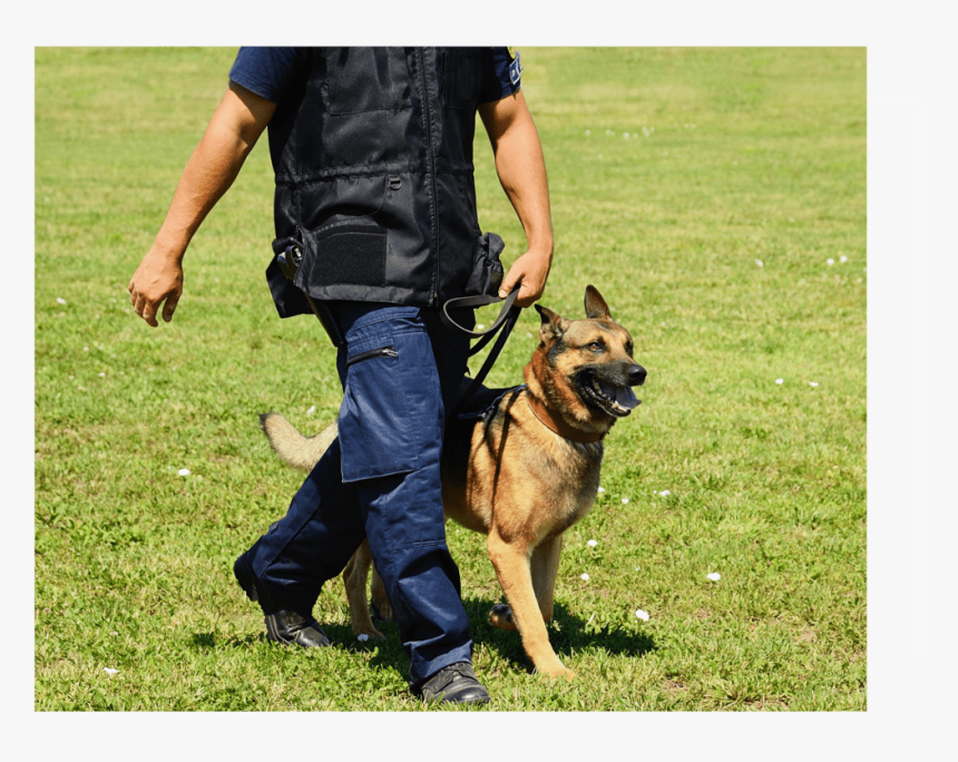 Protection Dog V2 Upd - Most Obedient Dog Breeds, HD Png Download