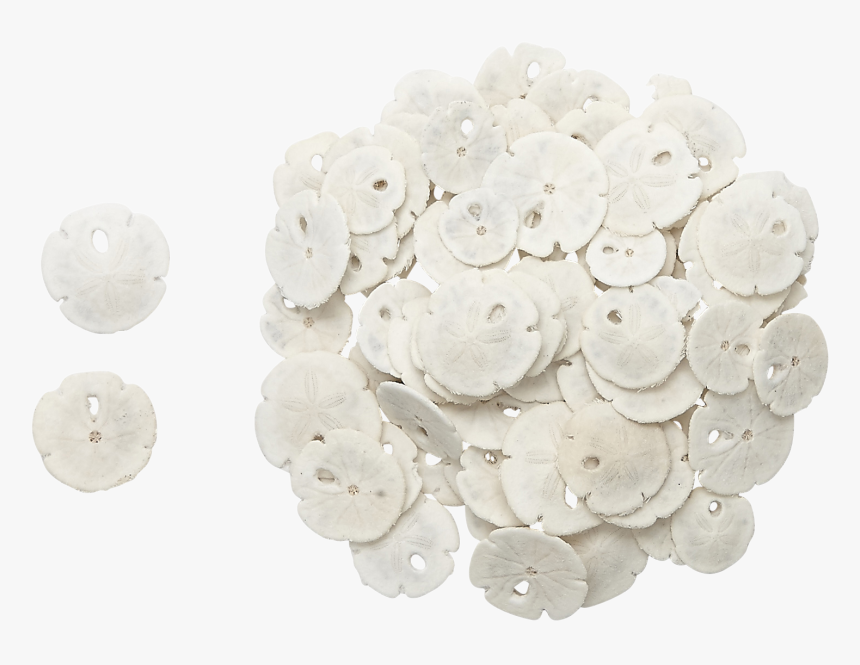 48 Tiny Round Sand Dollars - Artificial Flower, HD Png Download