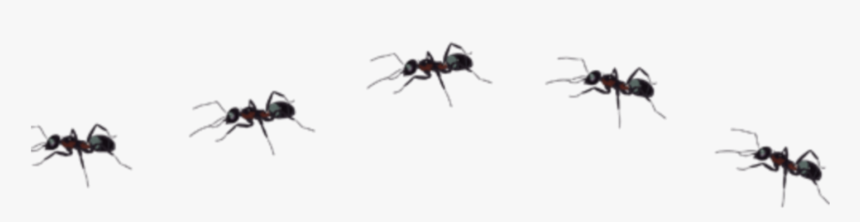 Spider, HD Png Download