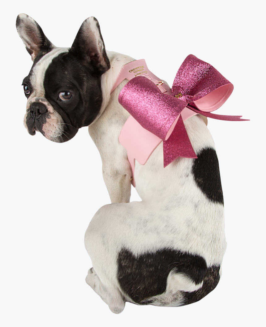Sexy Bow Dog Harness - French Bulldog, HD Png Download