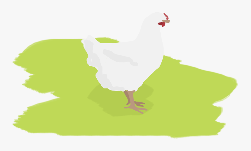 Chicken, HD Png Download