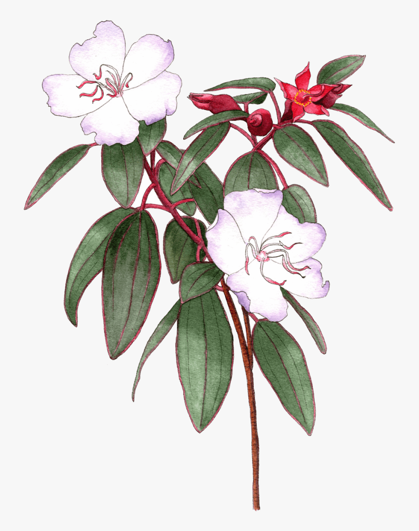 Illustrated By Helen Krayenhoff - Rosa Glauca, HD Png Download