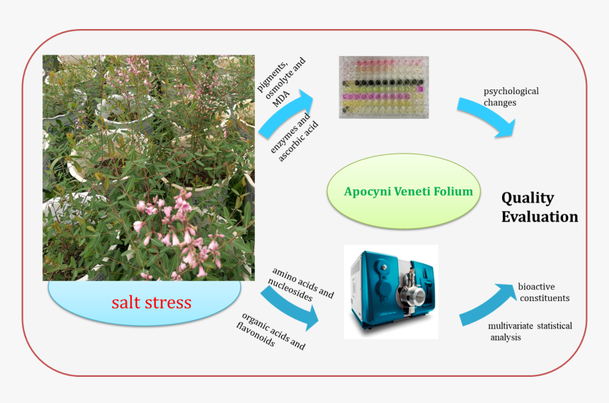 Botanical Garden, HD Png Download