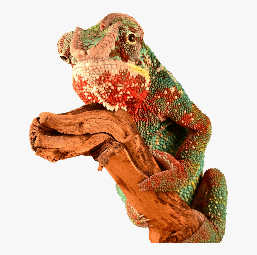 Chameleon Brick Tinting Mascot - Red Chameleon Png, Transparent Png
