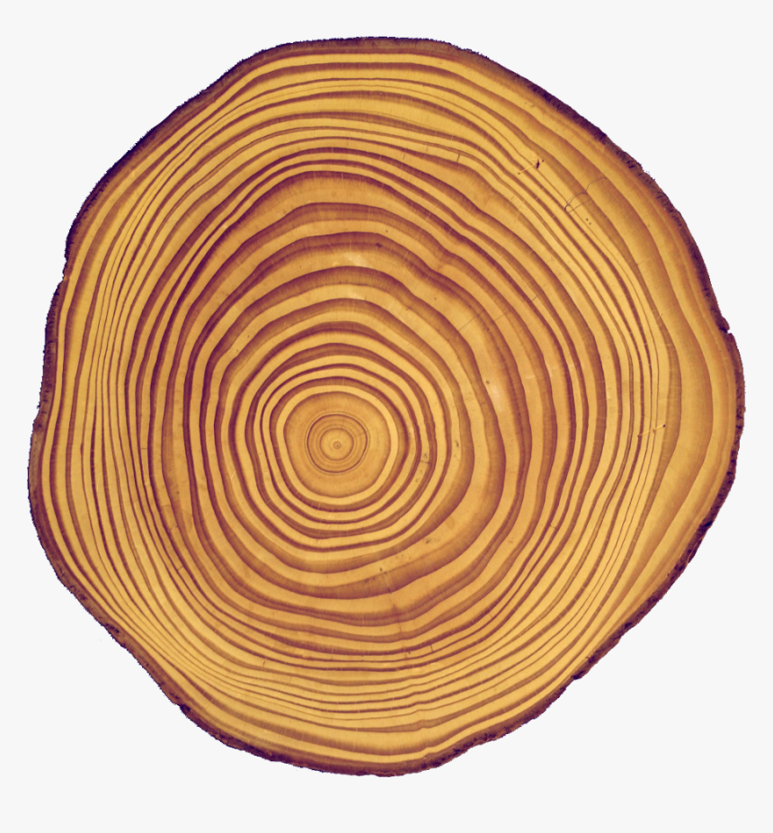 Cross-section Of A Douglas Fir Stem, With Visible Concentric - Circle, HD Png Download