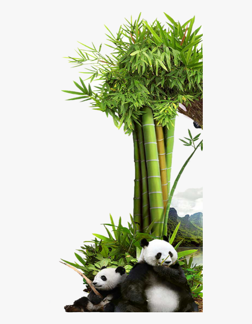 #mq #grass #green #bambu #panda #nature - Grass, HD Png Download