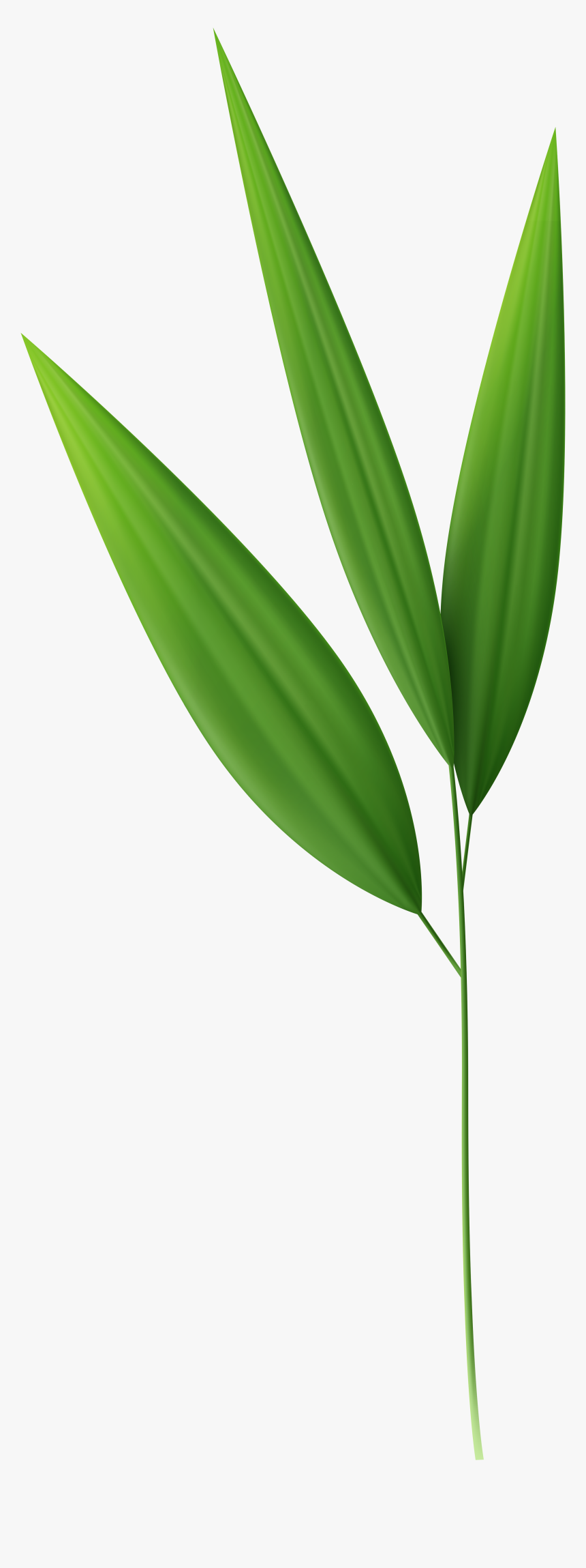 4570book - Bamboo Leaves Transparent Background, HD Png Download