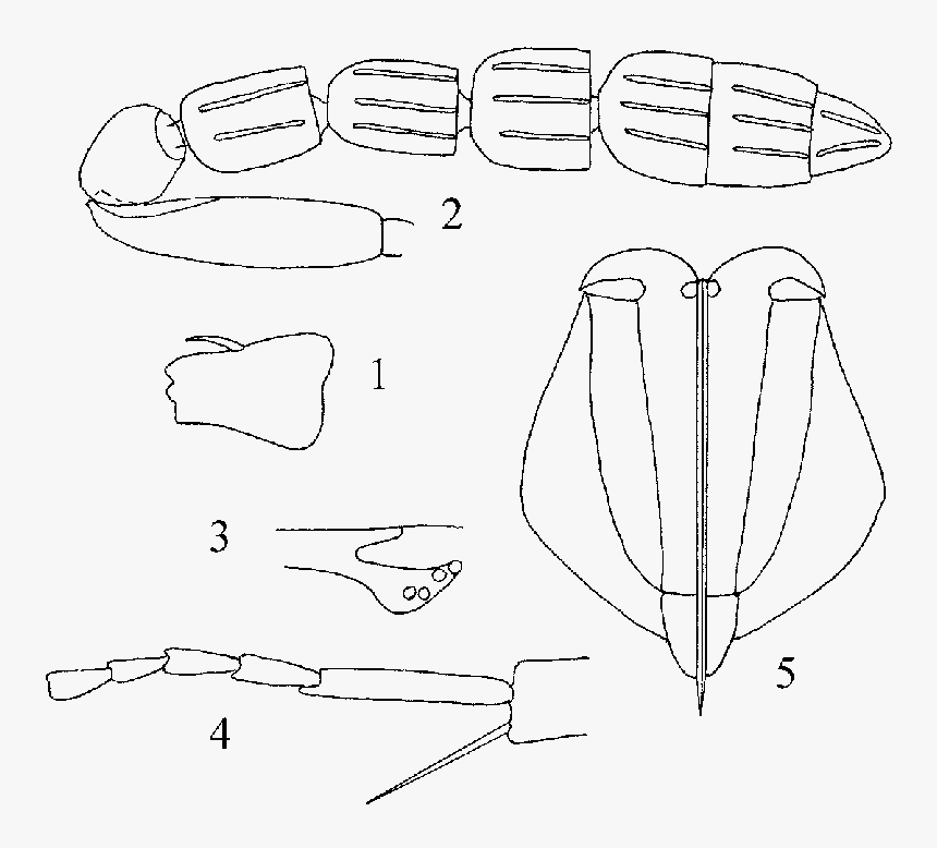 Sketch, HD Png Download