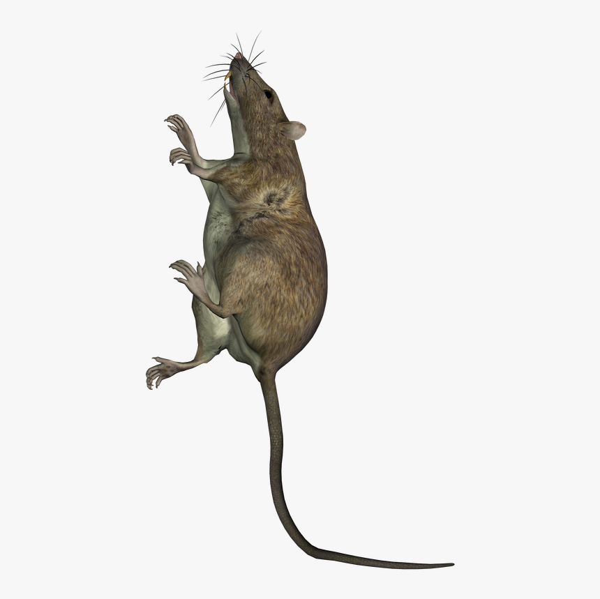 Rat Climbing Up A Wall Marsh Rice Rat, HD Png Download , Transparent