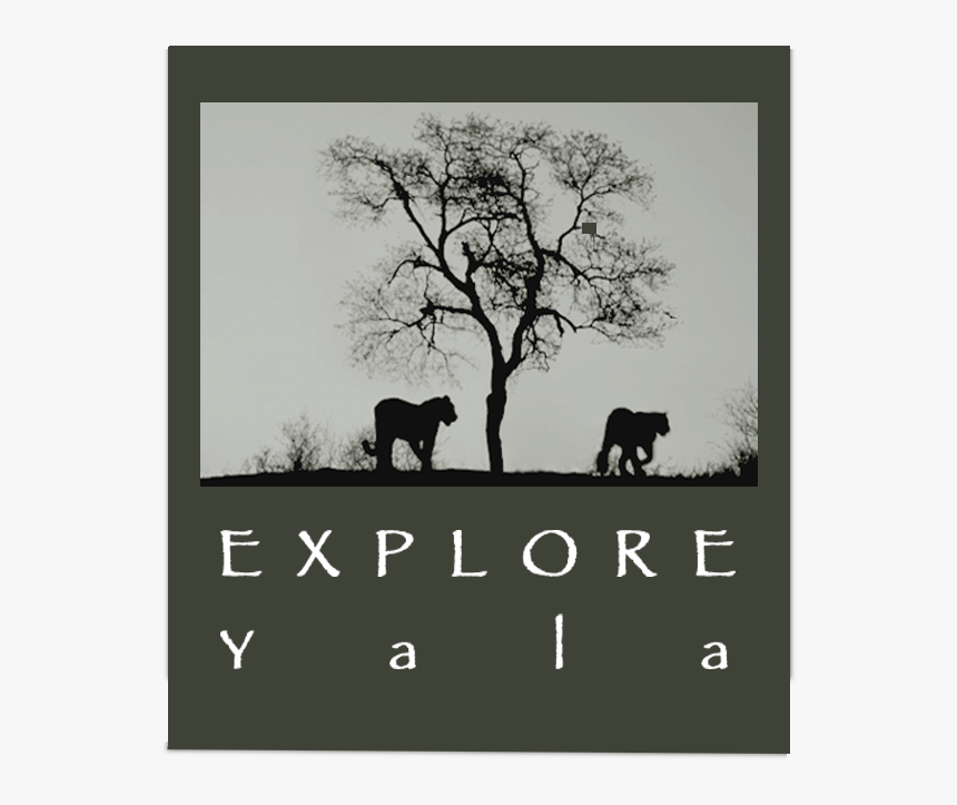 Yala Safari Camp - Silhouette, HD Png Download