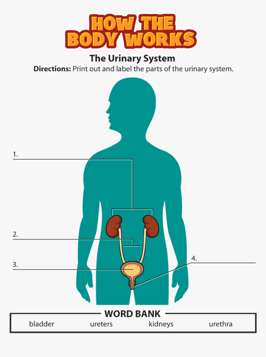 Urinary System Activity, HD Png Download