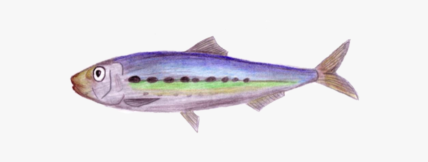 Real Good Fish - Escolar, HD Png Download