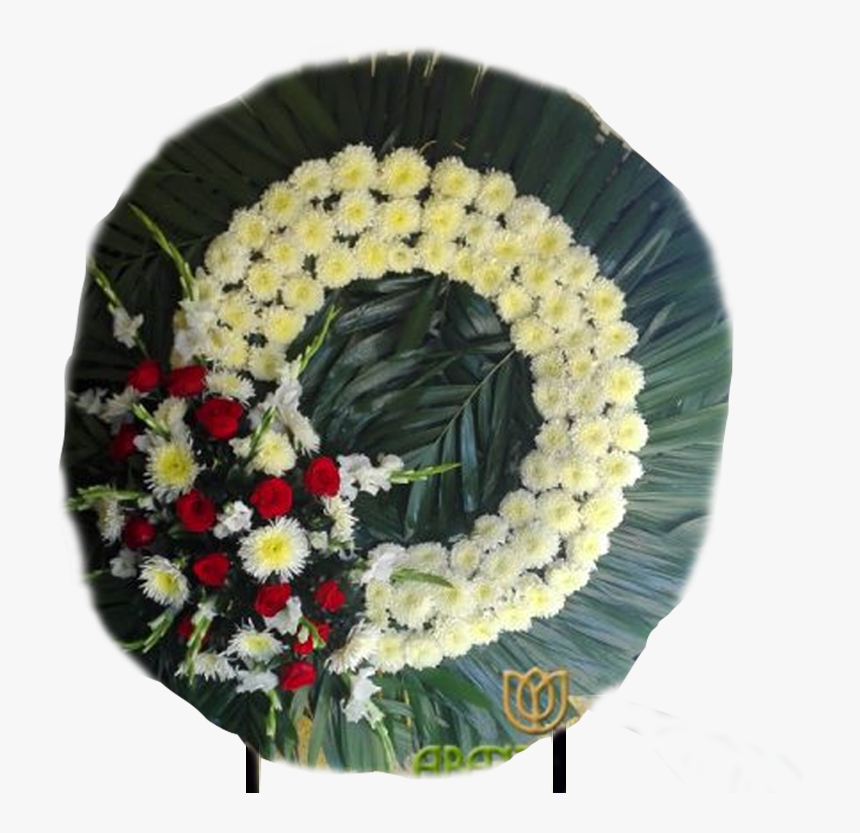 Barberton Daisy, HD Png Download