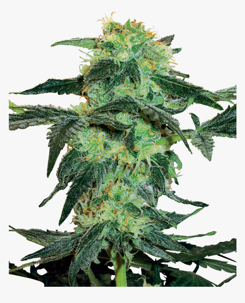 White Ice Strain, HD Png Download