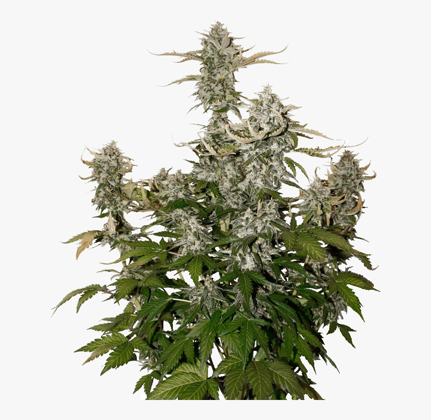 Auto Og Kush Ganja Seeds, HD Png Download