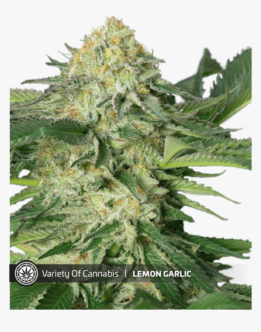 Lemon Garlic Og Strain, HD Png Download