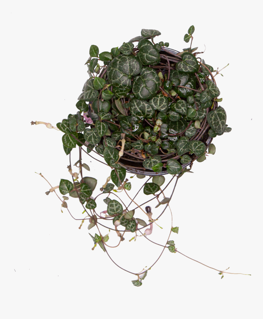 Chain Of Hearts - Twig, HD Png Download