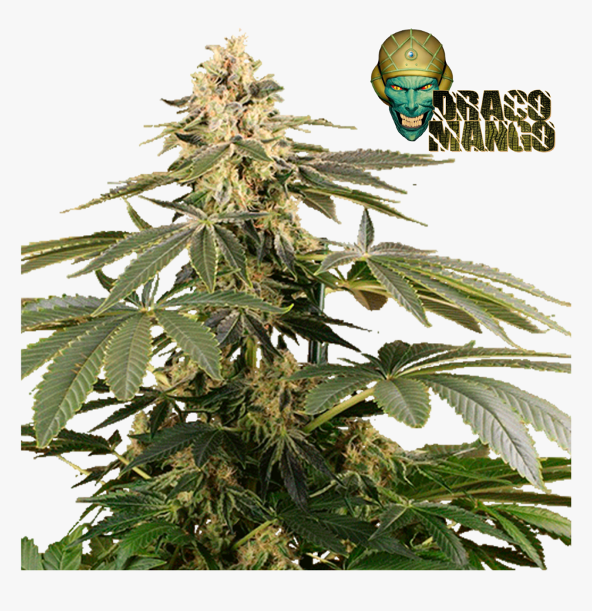 Hero Draco Mango, HD Png Download