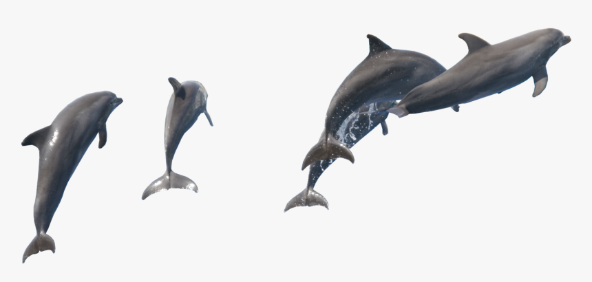 Fish Dolphin Png , Png Download, Transparent Png