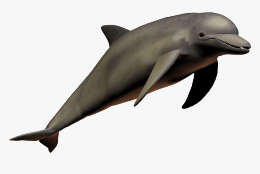 Dolphin Clear Background, HD Png Download