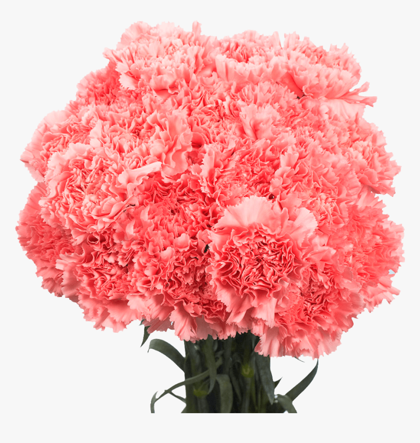 Pink Carnations, HD Png Download