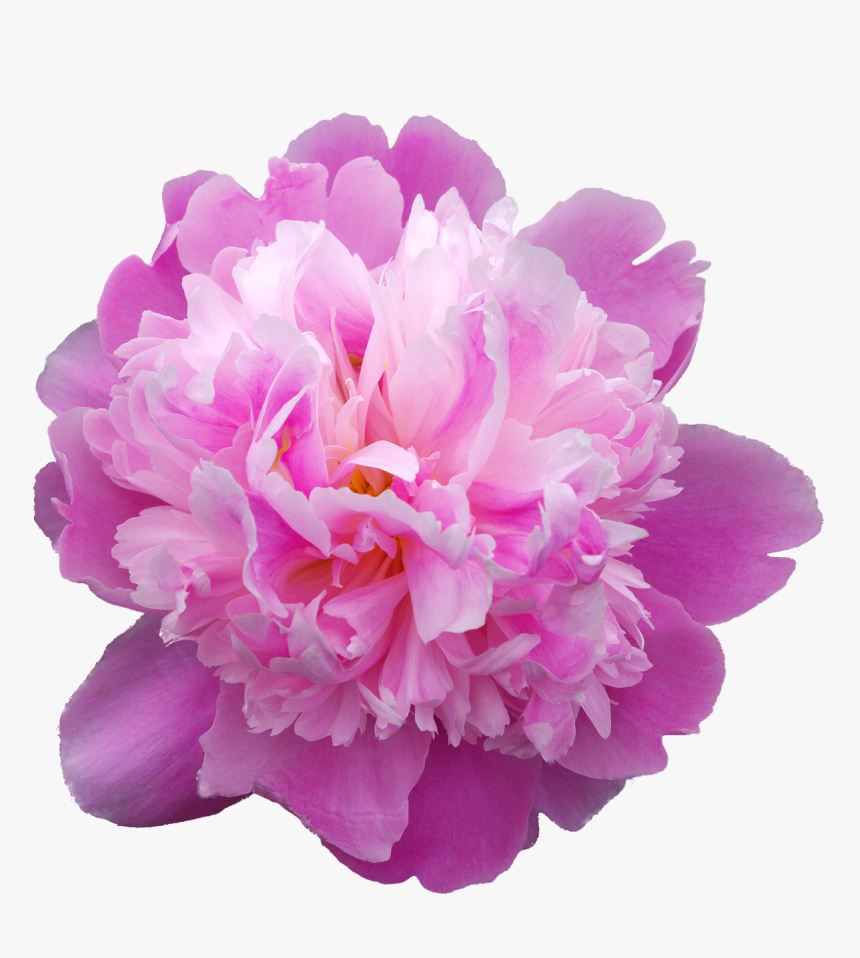 Pfingstrosen Png, Transparent Png