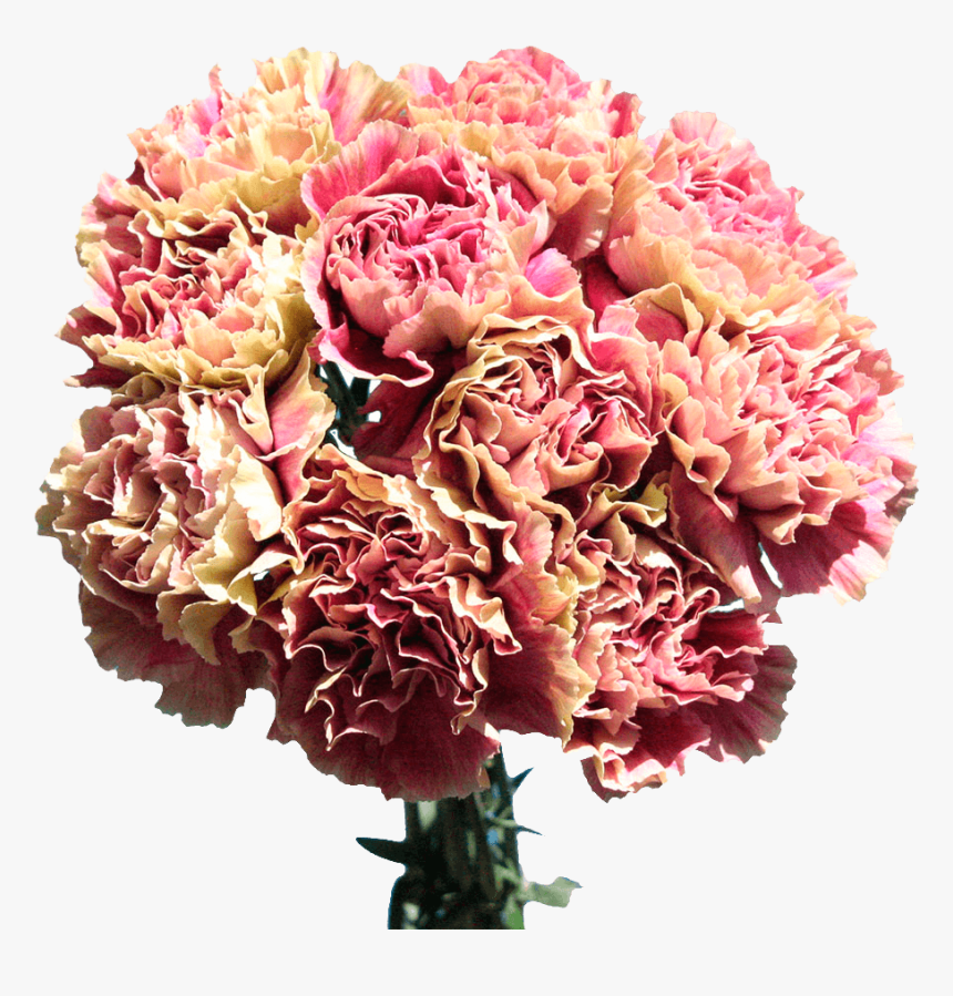Carnations For Sale Cream With Pink Flowers Free Delivery - Bouquet, HD Png Download