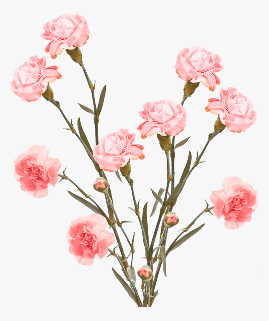 Cheap Pink Spray Carnation Flowers - Carnation, HD Png Download