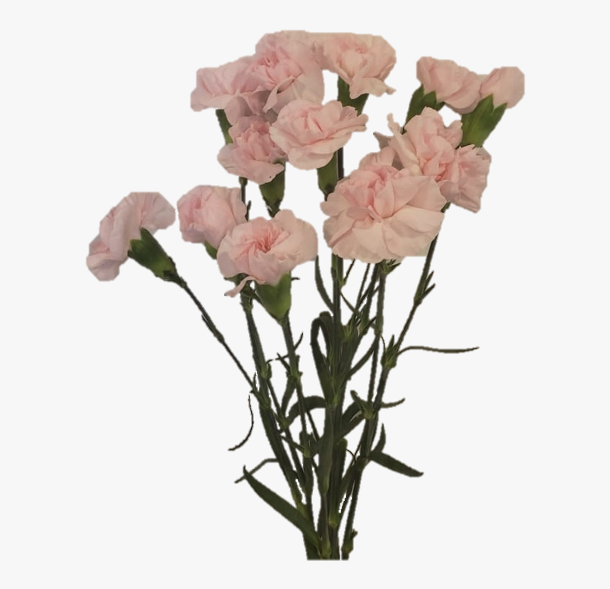 Spray Pear Lady Jpg81abcf5b 645a 3962 3bbf 5e02ff2c964b - Garden Roses, HD Png Download