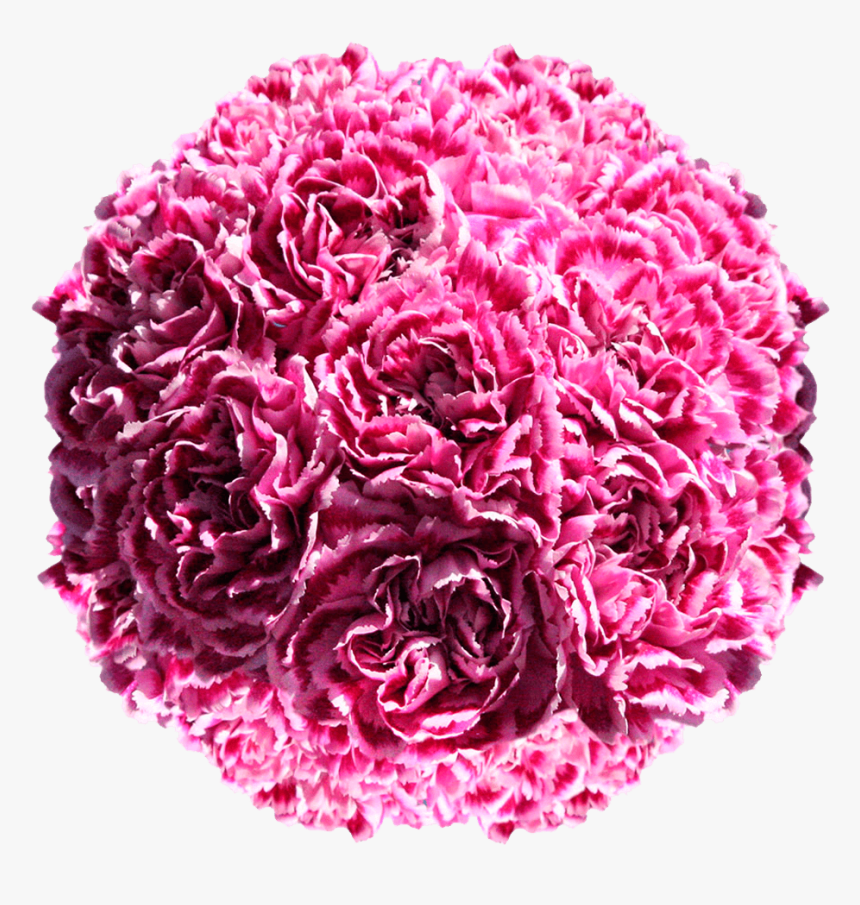 Pink Carnation For Floral Arrangements Carnation Bridesmaid - Dianthus, HD Png Download