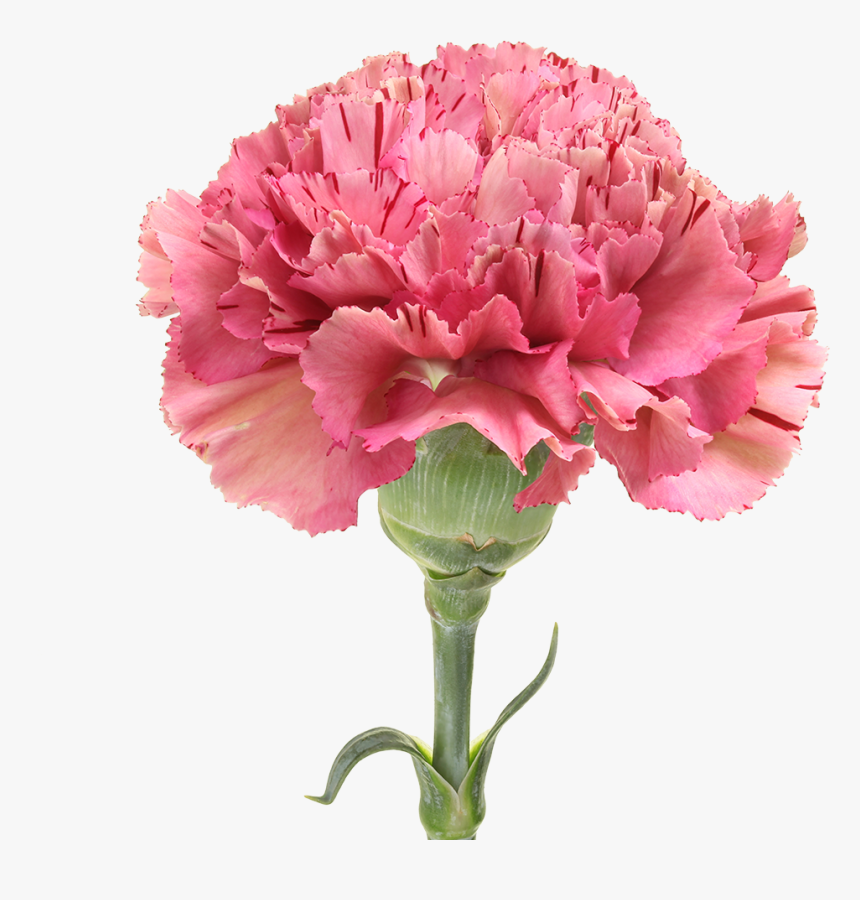 Carnation, HD Png Download