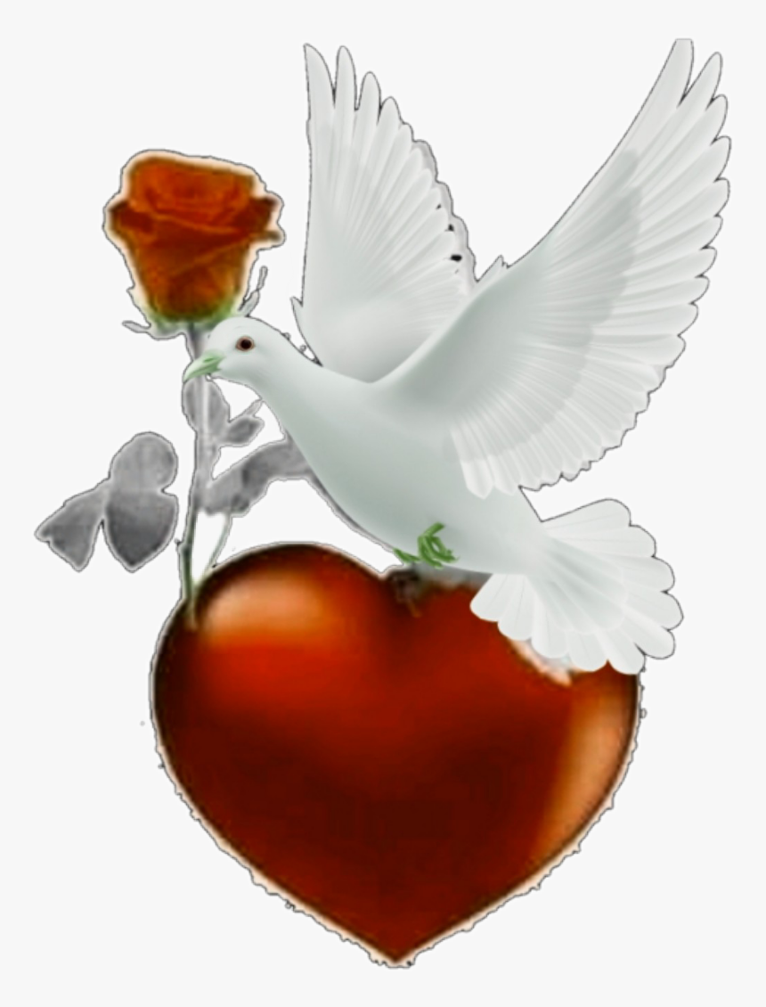 #pomba #pombabranca #ave #passaro #flowers #flor #rosa - Flower, HD Png Download