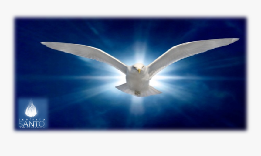 Ring Billed Gull, HD Png Download