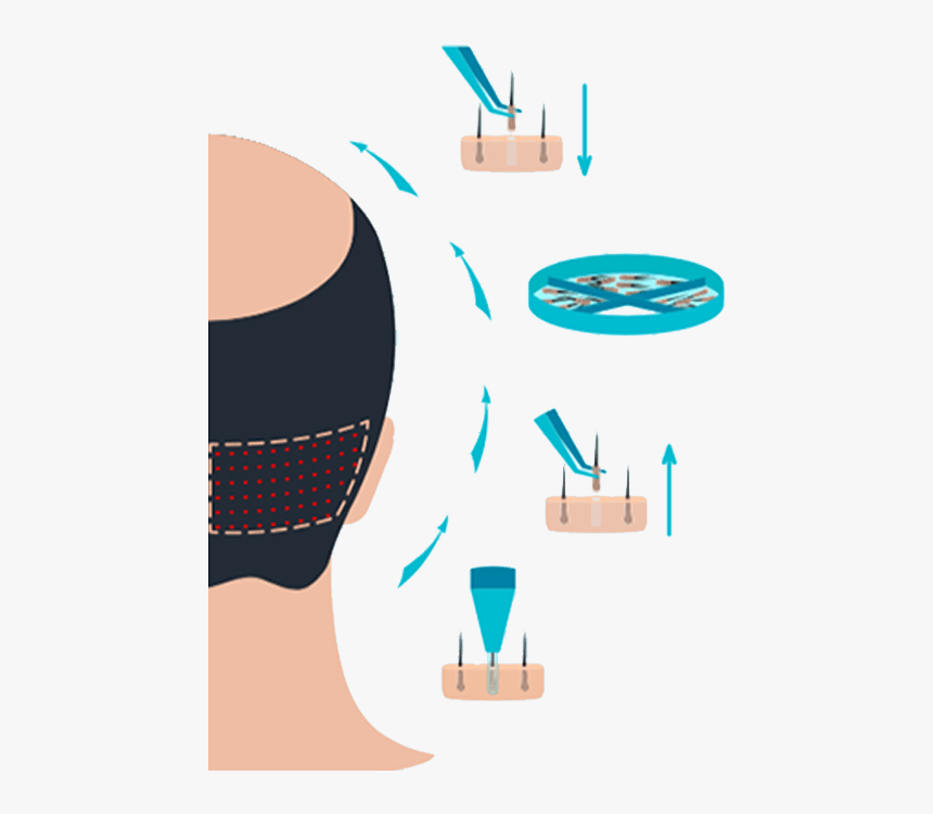 How To Grow A Beard - Graphic Design, HD Png Download